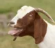 10 Fun Goat Facts That Are Worth Screaming About